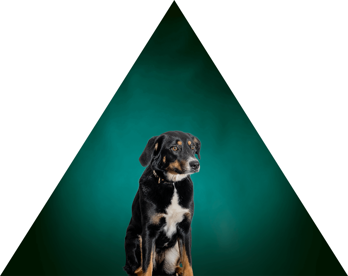 Laika (Hund)
